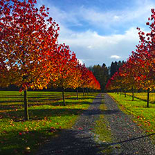 Plantation gros sujets - Image 04